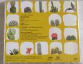 中古CD/キャラメルボックスサウンドブック　サボテンの花